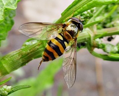Epistrophe nitidicollis