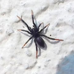 Drassyllus