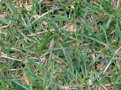 Dichomeris ligulella