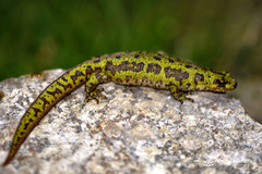 Triturus pygmaeus