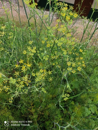 fennel