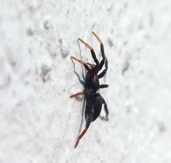 Drassyllus