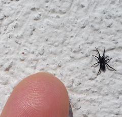 Drassyllus
