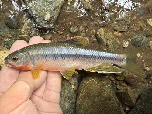 Dark chub (Nipponocypris temminckii) — Cyprinidae — 3