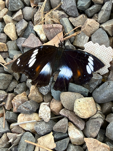 Great Eggfly