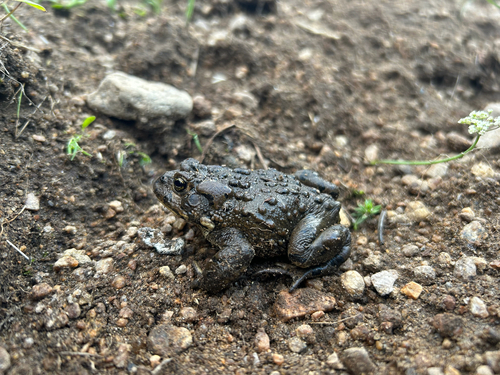iNaturalist observation photo of Yosemite Toad