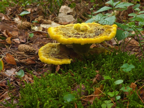 European Dyer's Polypore
