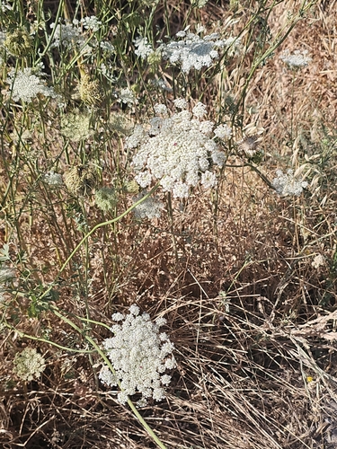 wild carrot