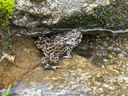 iNaturalist observation photo of Yosemite Toad