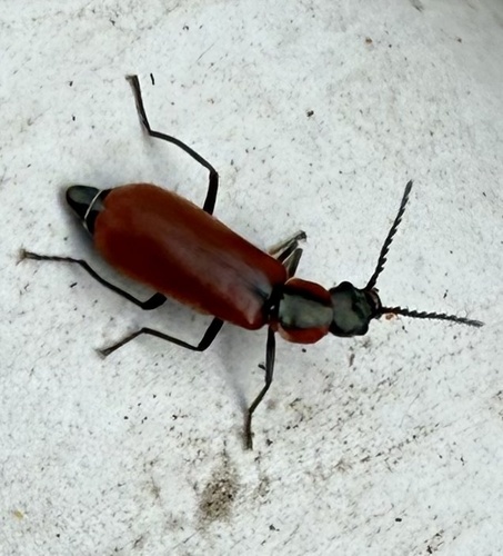 Red Malachite Beetle, Lepelaarplassen, Almere, Flevoland, NL, photo 6 of 10
