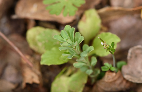 Euphorbia spathulata