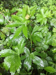 Astrantia major