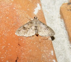 Palpita arsaltealis