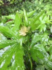Astrantia major