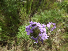 Acmaeodera