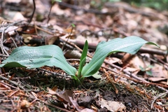 Platanthera chlorantha