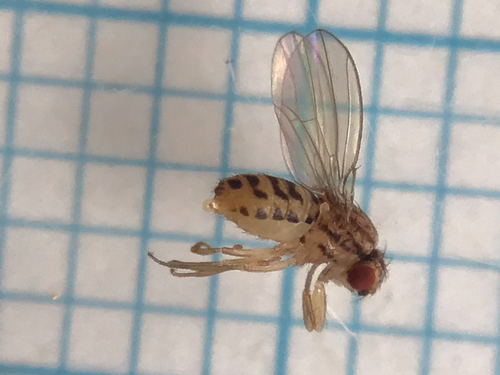 Drosophila busckii observed 2026-07-29