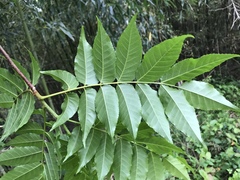 Picrasma quassioides