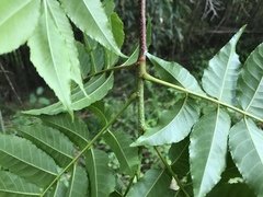 Picrasma quassioides