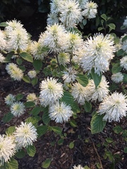 Fothergilla major