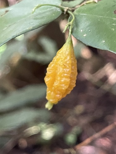 Randia tuberculosa