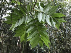 Picrasma quassioides