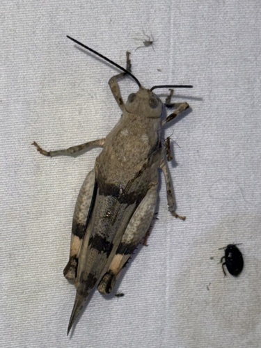 Three-banded Grasshopper photo 4
