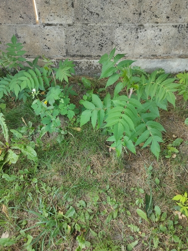 staghorn sumac