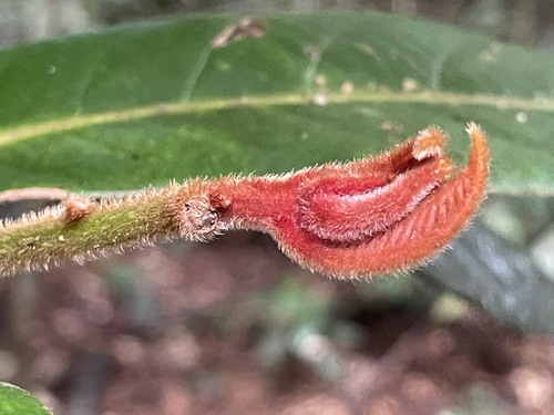 Murray's Laurel