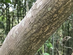 Picrasma quassioides