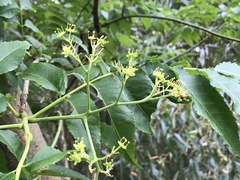 Picrasma quassioides
