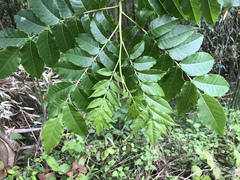 Picrasma quassioides