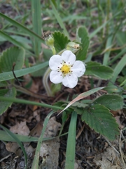 Fragaria viridis