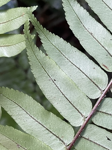 Rebecca Tree Fern
