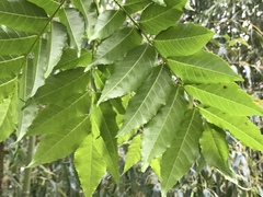 Picrasma quassioides