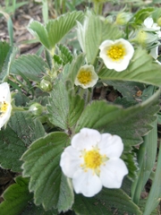 Fragaria viridis