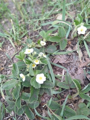 Fragaria viridis