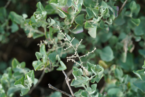Chenopodium parabolicum, photograph 1