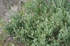 Chenopodium parabolicum