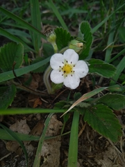 Fragaria viridis