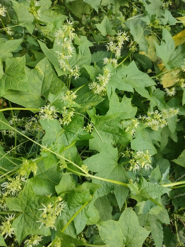 prickly cucumber