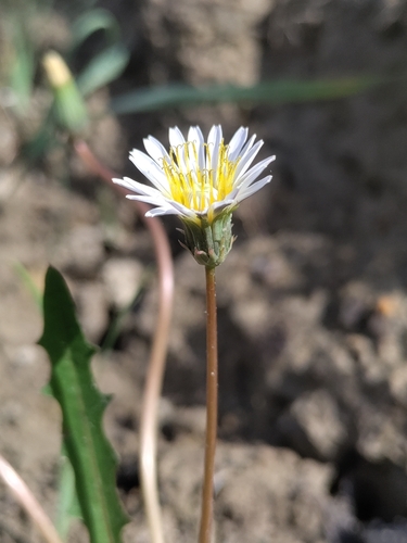 Taraxacum leucanthum, photograph 1