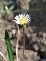 (c) Павел, some rights reserved (CC BY) Taraxacum leucanthum, photograph (c) Павел, some rights reserved (CC BY)
