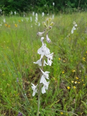 Delphinium carolinianum virescens