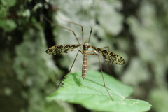 Epiphragma ocellare