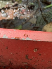 Temnothorax pergandei