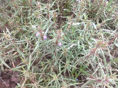 Hygrophila auriculata