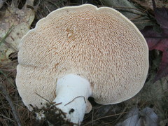 Hydnum albidum