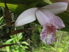 Sobralia rosea