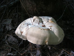 Hydnum albidum